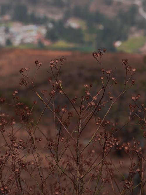 Gratis stockfoto met bloemen, groeiend, landschap