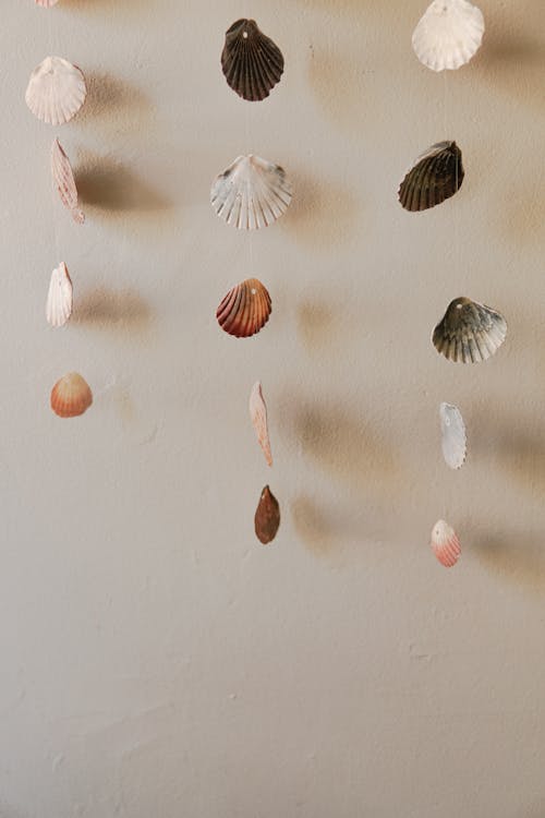 Free Seashells Hanging Beside the Wall Stock Photo