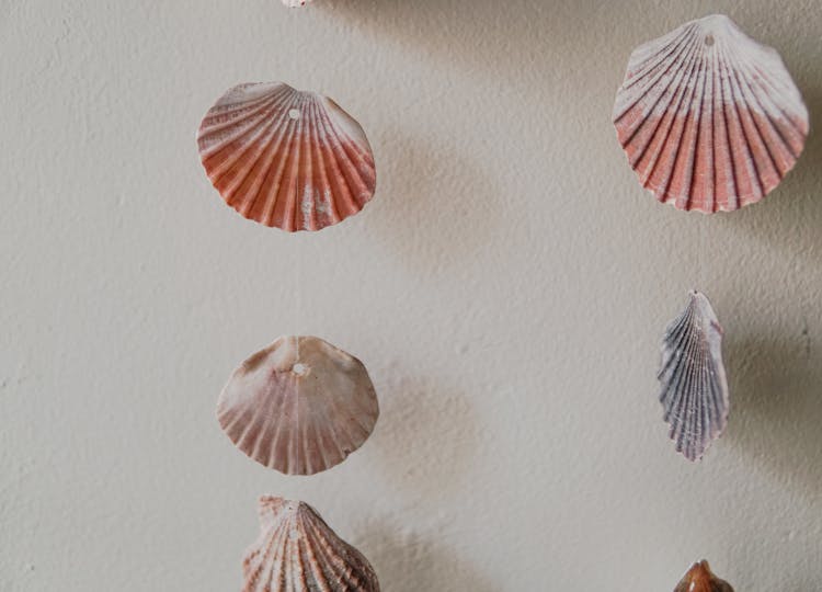 Scallop Shells Hanging Near A Wall 