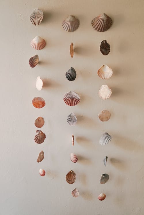  White and Brown Seashells Hanging on the String 