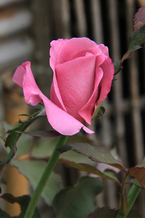 Ingyenes stockfotó növényvilág, rózsaszín rózsa, virág témában