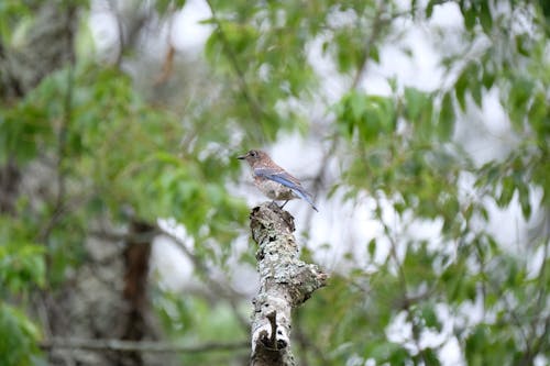 A Bird on a Tree Branch