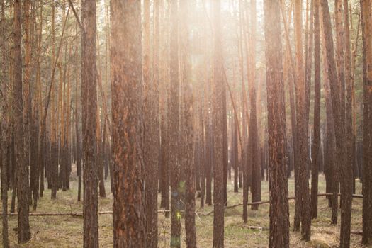 Sunlight streaming through a dense pine forest, casting warm hues and shadows.