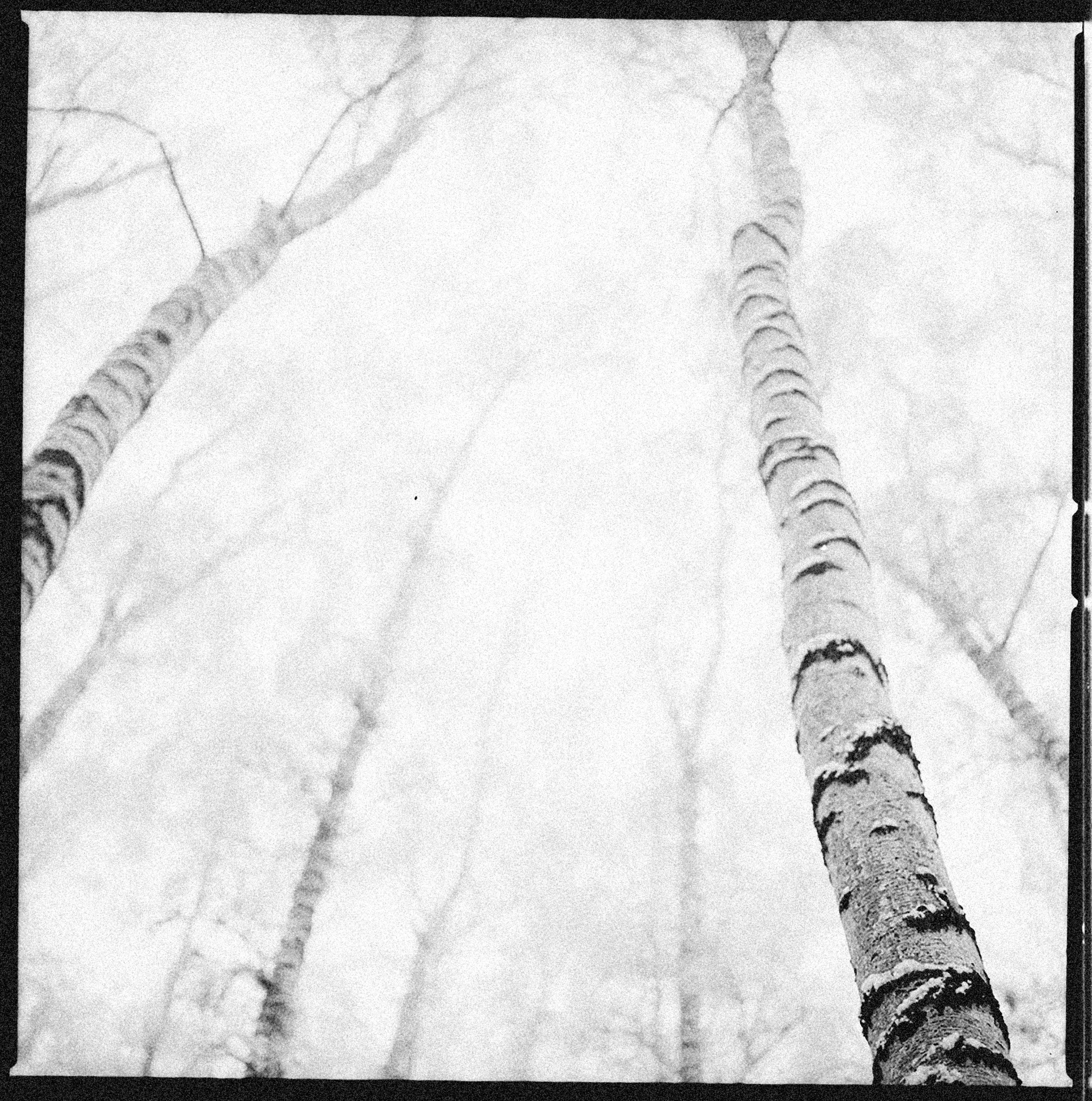 Artistic black and white view from below of tall birch trees reaching skyward.