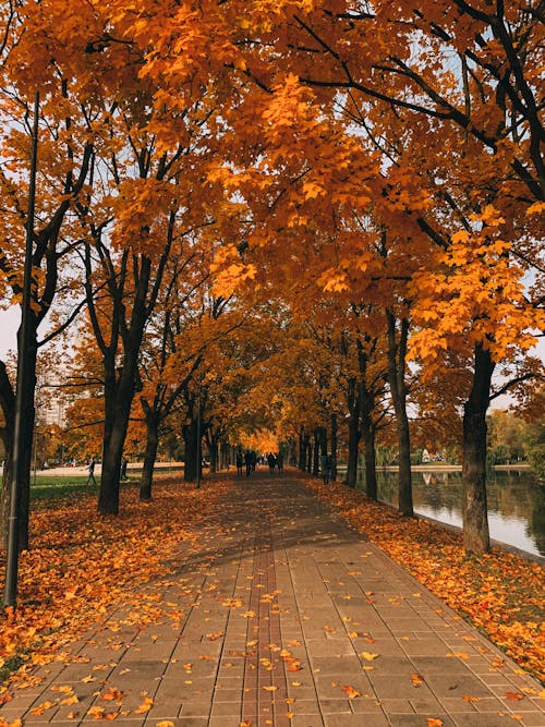 Gratis Foto stok gratis alam, daun musim gugur, Daun-daun Foto Stok