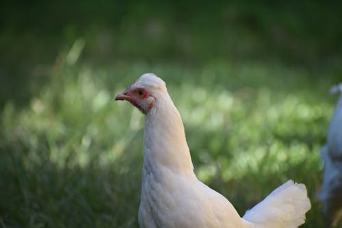 Free Close-up Photo of a White Chicken Stock Photo