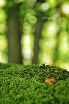 Close-up of a vibrant, moss-covered forest floor with blurred trees in the background.