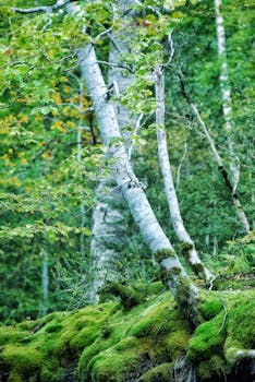 Vertical shot of lush moss-covered forest in Huesca, Spain, with vibrant greenery and trees.