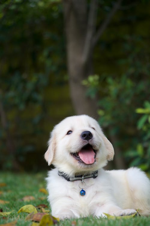 White Long Coated Dog Lying on Grass