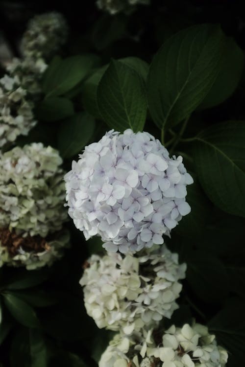 White Hydrangea Flowers With Green Leaves