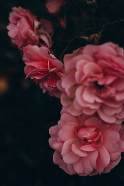 Free Beautiful pink roses in full bloom against a dark background, highlighting their elegant petals. Stock Photo
