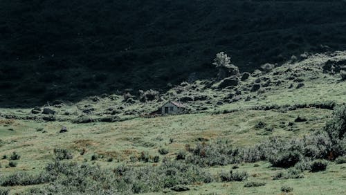 Fotos de stock gratuitas de arboles, campo, casa