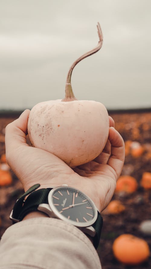 Gratis lagerfoto af græskar, græskar patch, Halloween