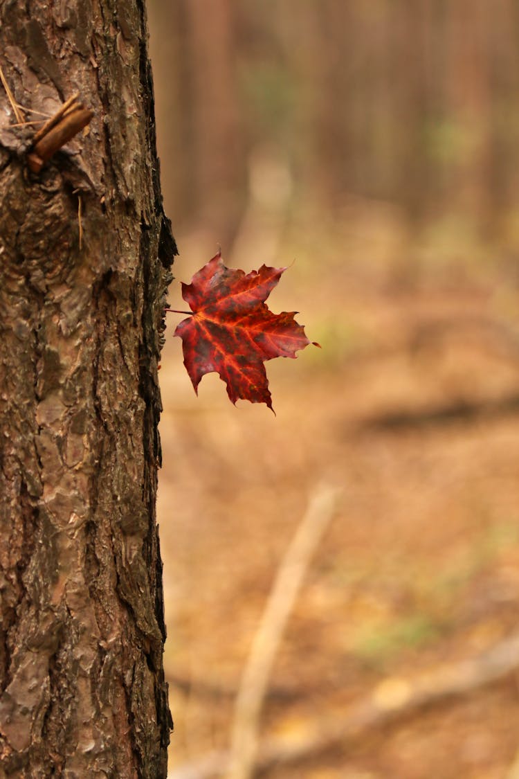 Red Maple Leaf On Brown Tree Trunk