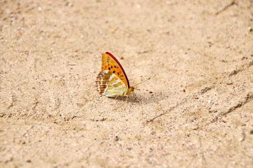 A Brown and Orange Butterfly on Brown Sand