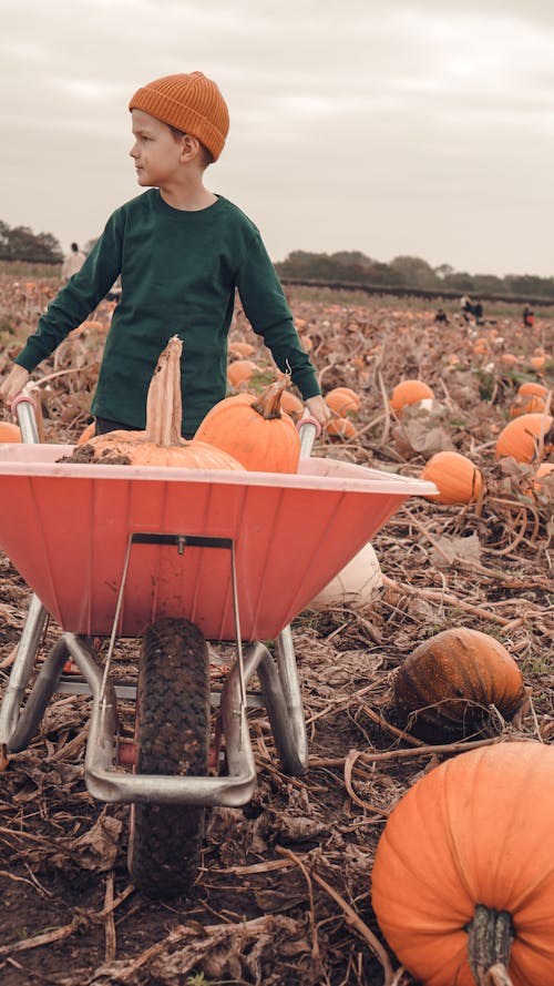 A Boy Pushing a Wheelbarrow with Pumpkins 