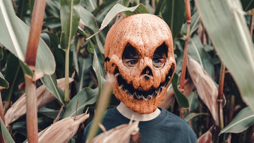 Person in a Corn Field Wearing Scary Pumpkin Mask 