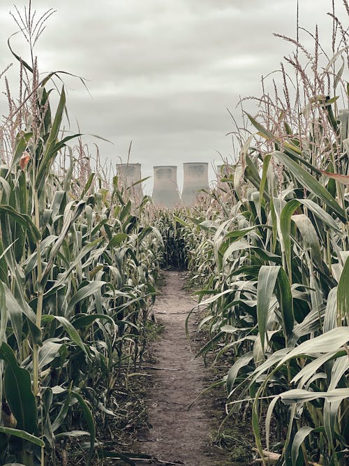 A Pathway on Corn Field 