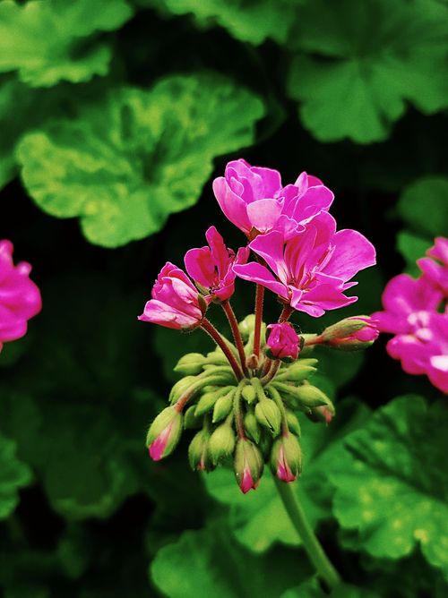 Free A stunning pink geranium in full bloom with lush green leaves, captured in a close-up outdoor shot. Stock Photo