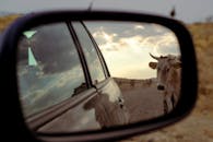 Reflection on Cow on Car Sidemirror