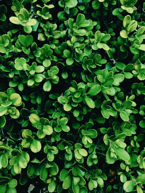 Free Close-up shot of vibrant green leaves in natural light, perfect for nature themes. Stock Photo