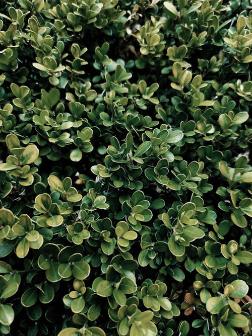 Free Green Plants in Close Up Shot Stock Photo