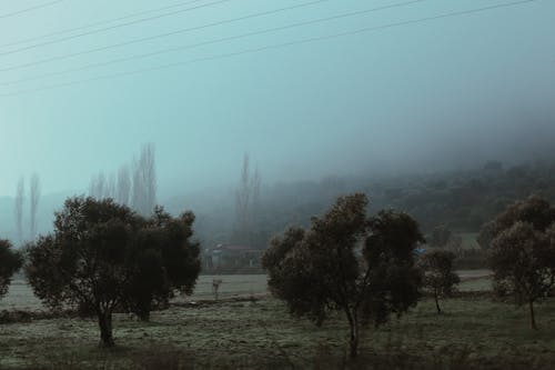 Ingyenes stockfotó fák, hajnal, köd témában