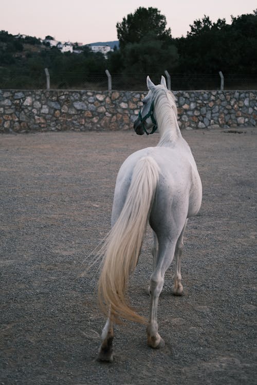 Back View of a White Horse