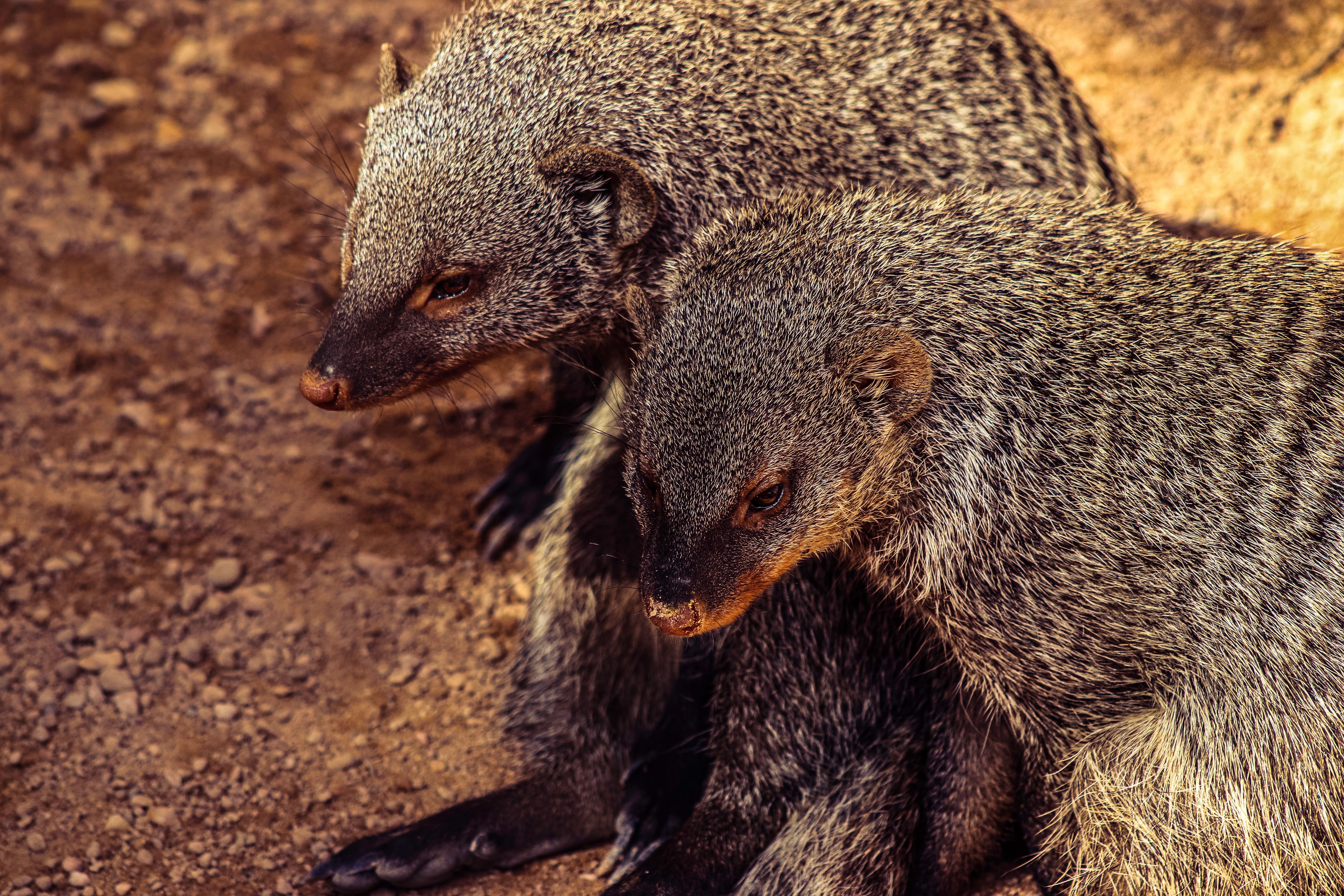 Mongoose in Close Up Shot · Free Stock Photo