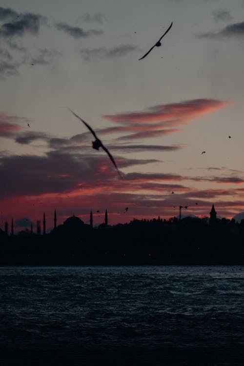 무료 날으는, 바다, 새벽의 무료 스톡 사진