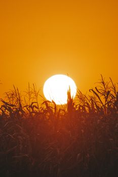 A vibrant sunset casting a golden glow over a silhouetted cornfield landscape.