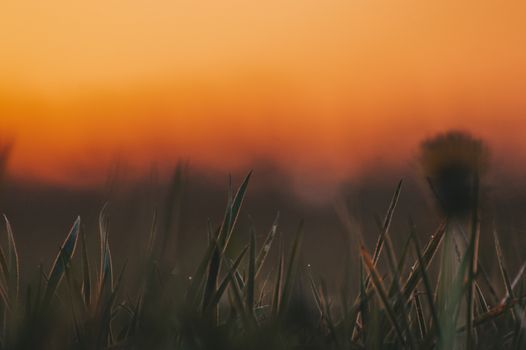 Close-up of dewy grass blades under a vibrant orange sunrise sky, symbolizing tranquility.