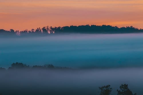 Silhouette of Trees During Foggy Day