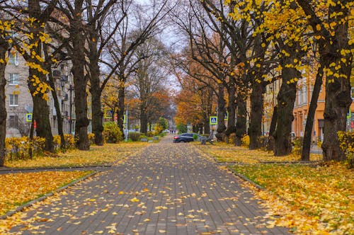 ağaçlar, arka sokak, dökülmüş yapraklar içeren Ücretsiz stok fotoğraf