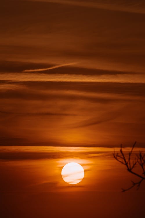 Leafless Tree UnderSun Setting over the Clouds