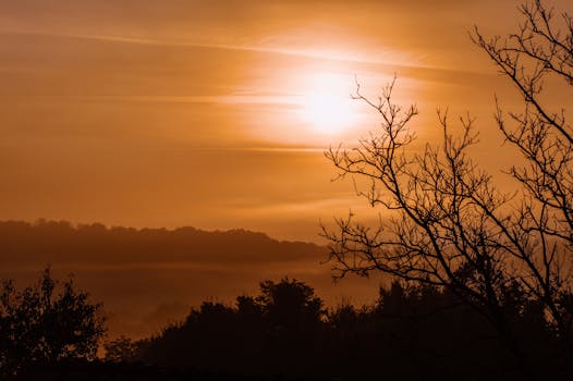 A breathtaking silhouette of leafless trees against a vibrant sunrise sky.
