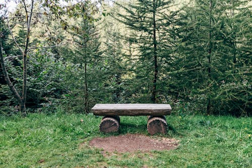 Wooden Bench in Forest in Germany