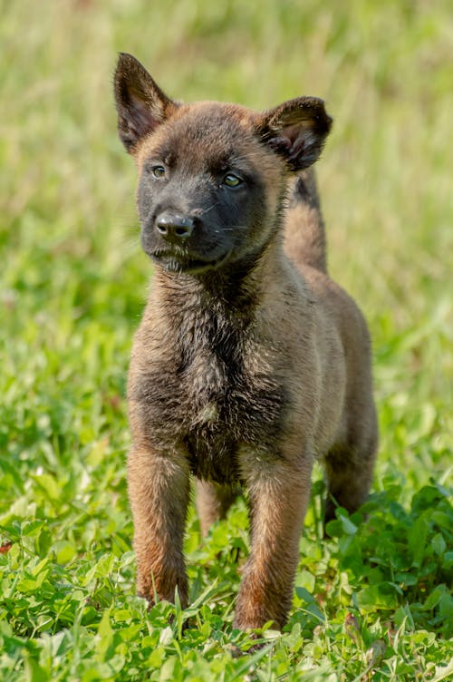 Close-up Photo of Belgian Malinois Puppy 