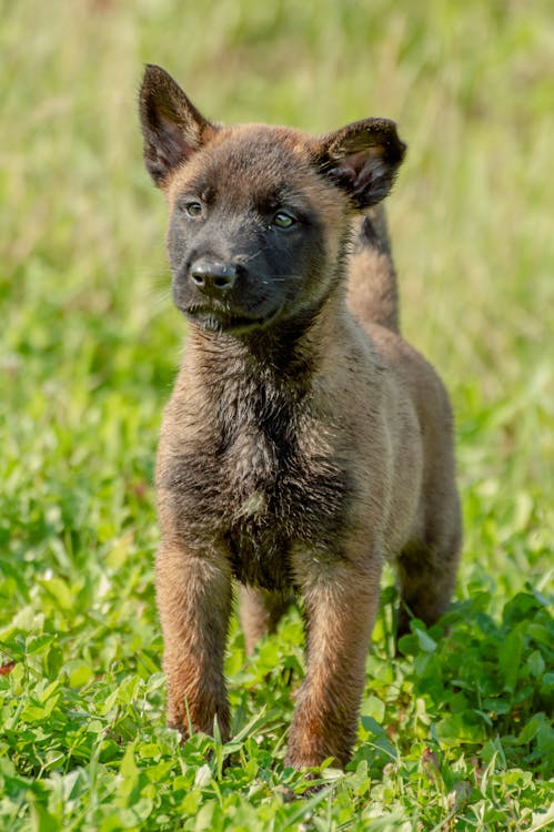 Foto profissional grátis de acasalar, animal de estimação, cachorro