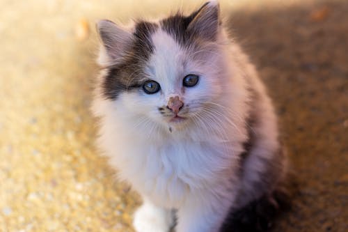 Close-Up Photograph of a Calico Kitten