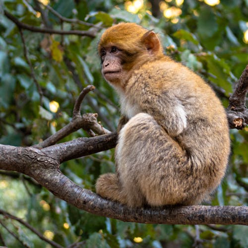 Close-up Photo of Baby Macaque 