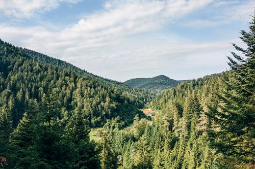 Free Breathtaking view of lush pine forests and mountains under a clear sky. Stock Photo