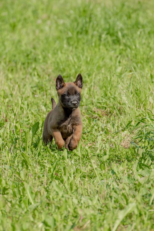Free Close-up Photo of Belgian Malinois Puppy  Stock Photo