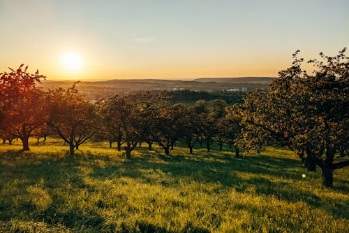 Green Trees on the Grass Field During Sunset