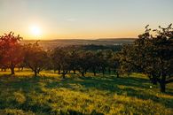 Green Grass Field With Trees during Sunset