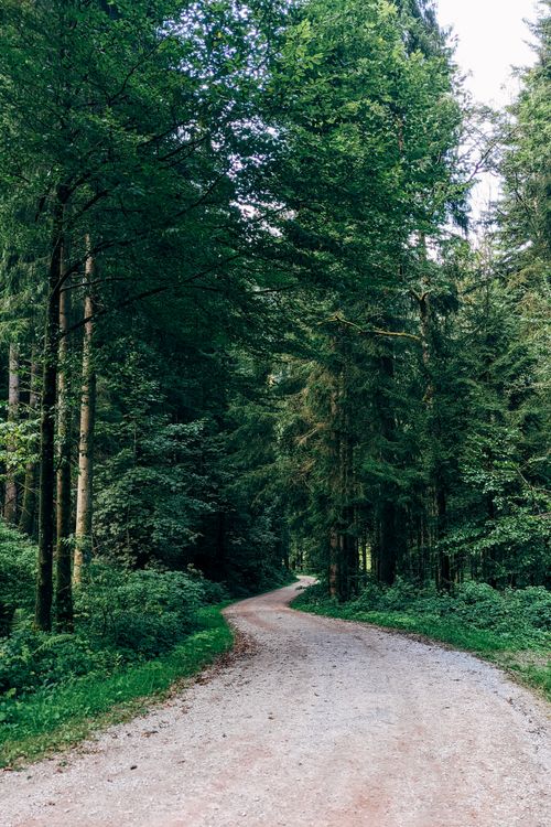 Free Explore a tranquil dirt road winding through a lush green forest, perfect for a nature escape. Stock Photo