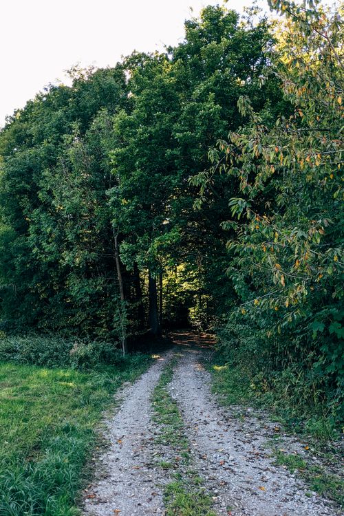 Free A serene gravel path meandering through a dense, green forest. Stock Photo
