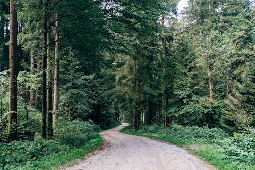 Narrow Pathway between Trees