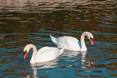 Free A beautiful scene of two white swans gracefully swimming in a peaceful lake, reflecting serene nature. Stock Photo