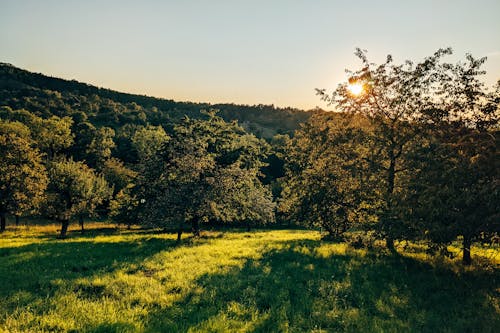 Ücretsiz ağaçlar, alan, çayır içeren Ücretsiz stok fotoğraf Stok Fotoğraflar